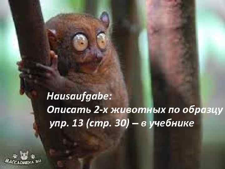 Hausaufgabe: Описать 2 -х животных по образцу упр. 13 (стр. 30) – в учебнике