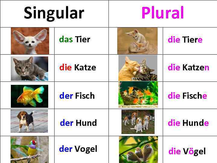 Singular Plural das Tier die Tiere die Katzen der Fisch die Fische der Hund