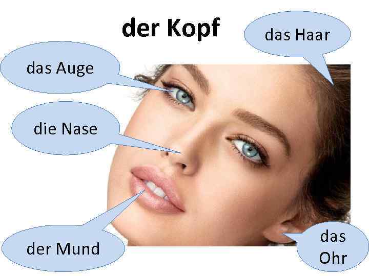 der Kopf das Haar das Auge die Nase der Mund das Ohr 