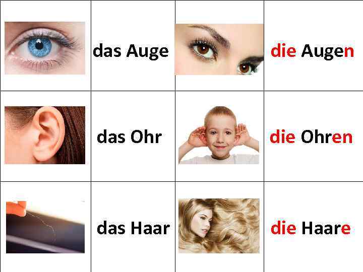 das Auge die Augen das Ohr die Ohren das Haar die Haare 