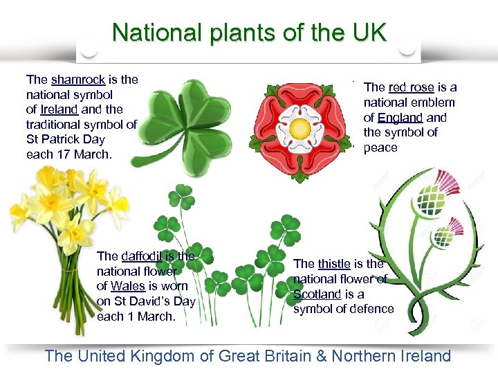 National plants of the UK The shamrock is the national symbol of Ireland the