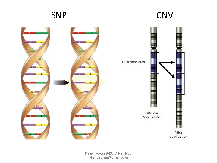 SNP CNV Daniel Roytas BHSc M. Hum. Nutr (danielroytas@gmail. com) 