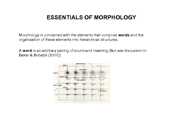 ESSENTIALS OF MORPHOLOGY Morphology is concerned with the elements that compose words and the