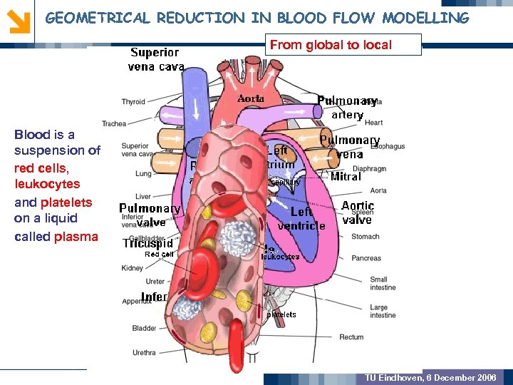 GEOMETRICAL REDUCTION IN BLOOD FLOW MODELLING From global to local GEOMETRIC PREPROCSSING Blood is