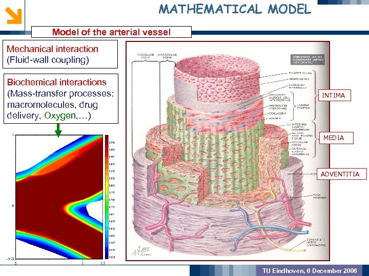 MATHEMATICAL MODEL Model of the arterial vessel Mechanical interaction (Fluid-wall coupling) GEOMETRIC PREPROCSSING Biochemical