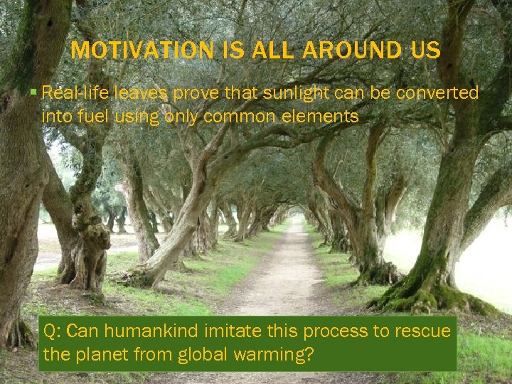 MOTIVATION IS ALL AROUND US § Real-life leaves prove that sunlight can be converted