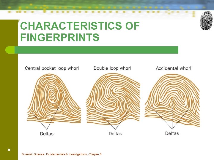 CHARACTERISTICS OF FINGERPRINTS * Forensic Science: Fundamentals & Investigations, Chapter 6 