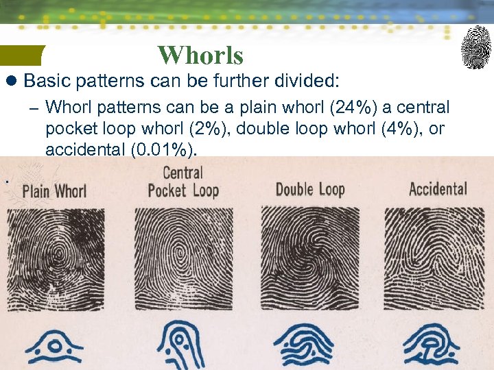 Whorls l Basic patterns can be further divided: – Whorl patterns can be a