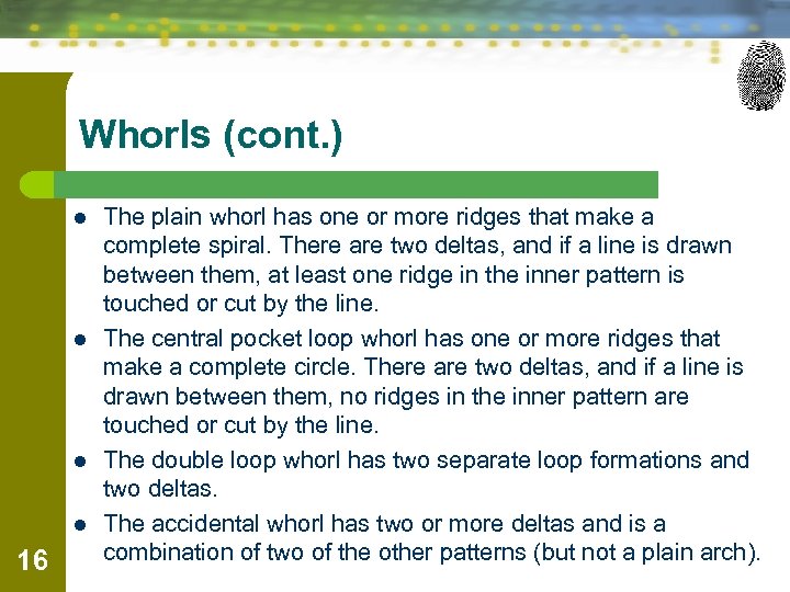 Whorls (cont. ) l l 16 The plain whorl has one or more ridges