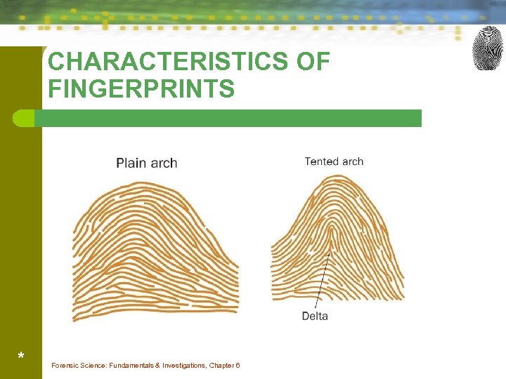 CHARACTERISTICS OF FINGERPRINTS * Forensic Science: Fundamentals & Investigations, Chapter 6 