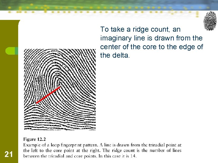 To take a ridge count, an imaginary line is drawn from the center of