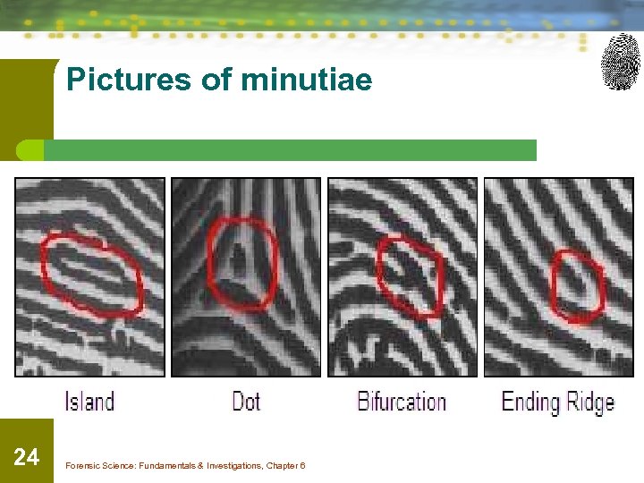 Pictures of minutiae 24 Forensic Science: Fundamentals & Investigations, Chapter 6 