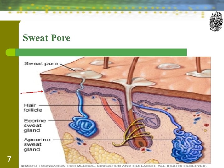 Sweat Pore 7 Forensic Science: Fundamentals & Investigations, Chapter 6 