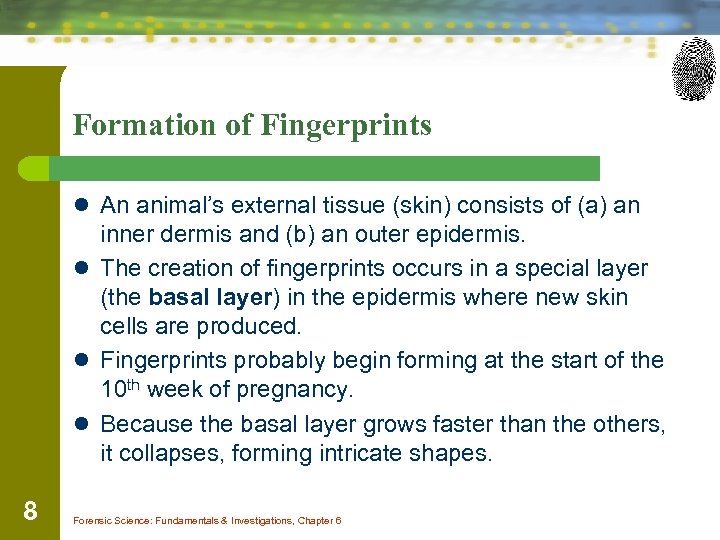 Formation of Fingerprints l An animal’s external tissue (skin) consists of (a) an inner