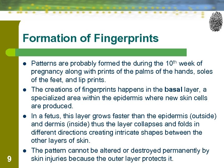 Formation of Fingerprints l l 9 Patterns are probably formed the during the 10