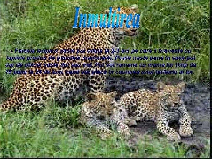 » Femela leopard naste pui odata la 2 -3 ani pe care ii hraneste