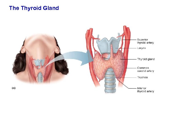 The Thyroid Gland 