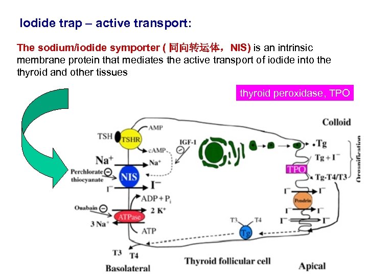 Iodide trap – active transport: The sodium/iodide symporter ( 同向转运体，NIS) is an intrinsic membrane