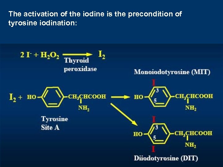 The activation of the iodine is the precondition of tyrosine iodination: 