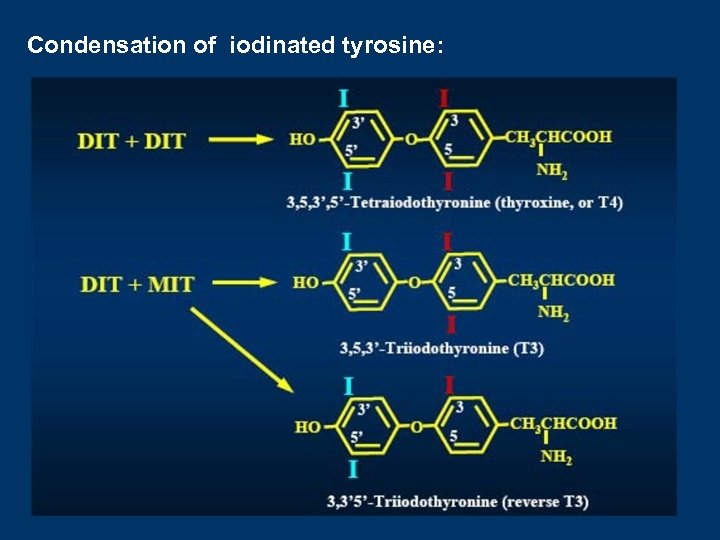 Condensation of iodinated tyrosine: 