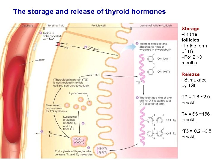 The storage and release of thyroid hormones Storage –In the follicles –In the form