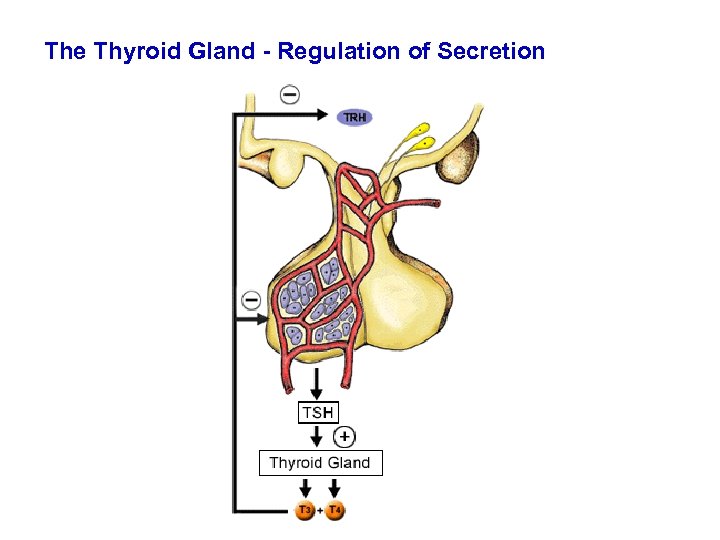 The Thyroid Gland - Regulation of Secretion 