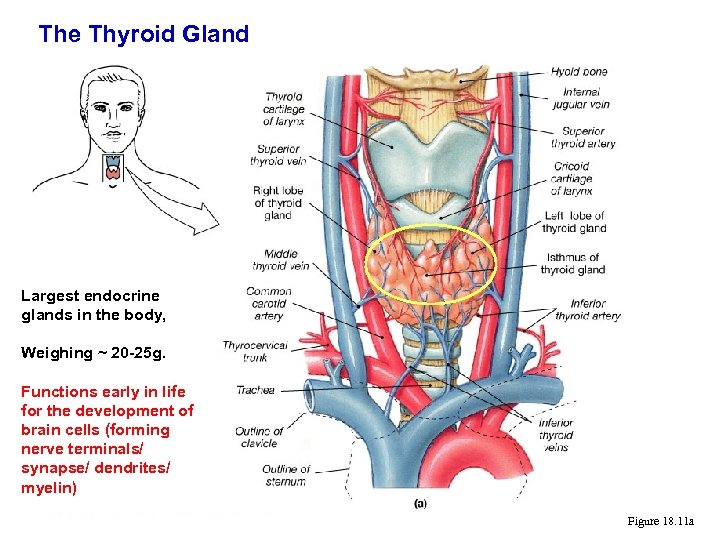 The Thyroid Gland Largest endocrine glands in the body, Weighing ~ 20 -25 g.