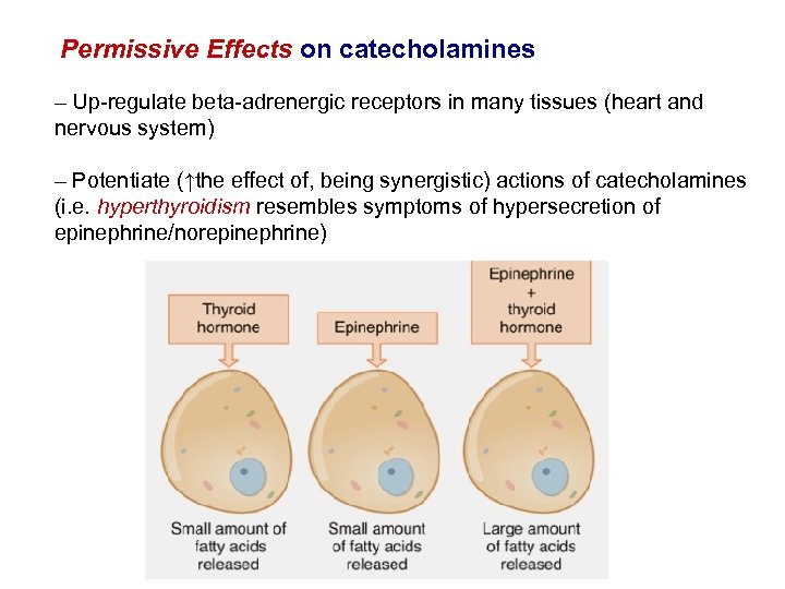 Permissive Effects on catecholamines – Up-regulate beta-adrenergic receptors in many tissues (heart and nervous