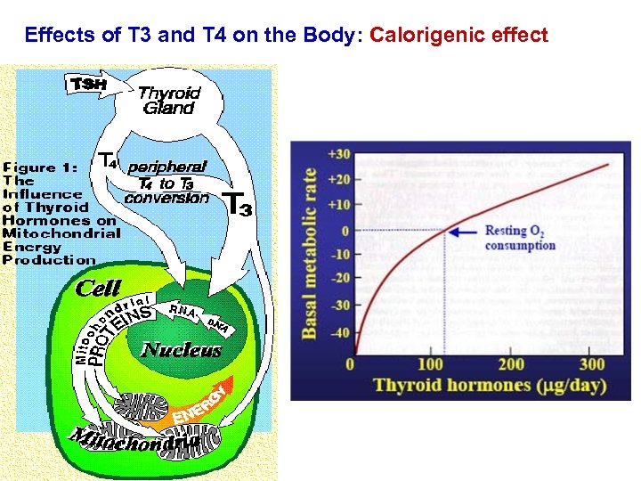 Effects of T 3 and T 4 on the Body: Calorigenic effect 