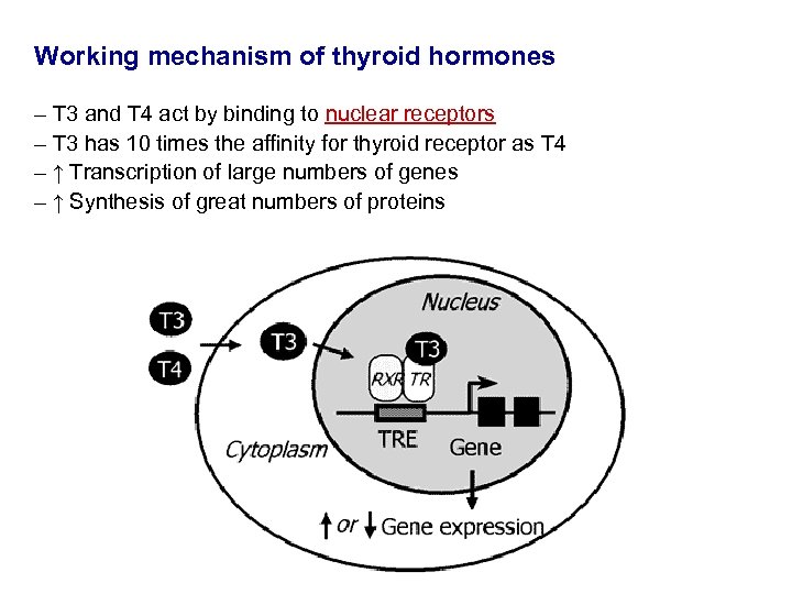 Working mechanism of thyroid hormones – T 3 and T 4 act by binding