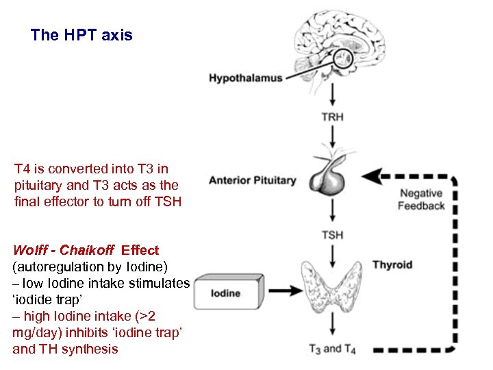 The HPT axis T 4 is converted into T 3 in pituitary and T