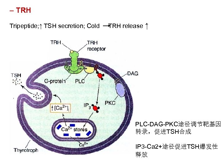 – TRH Tripeptide; ↑ TSH secretion; Cold TRH release ↑ PLC-DAG-PKC途径调节靶基因 转录，促进TSH合成 IP 3