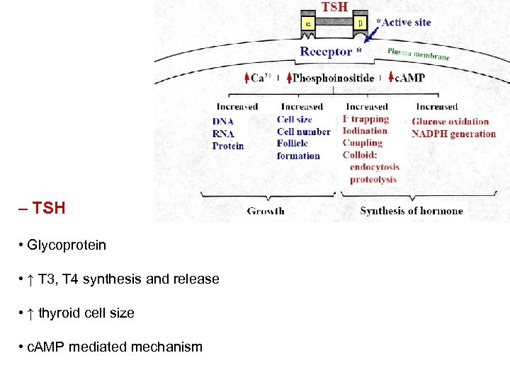 – TSH • Glycoprotein • ↑ T 3, T 4 synthesis and release •