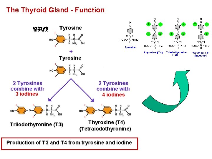 The Thyroid Gland - Function 酪氨酸 