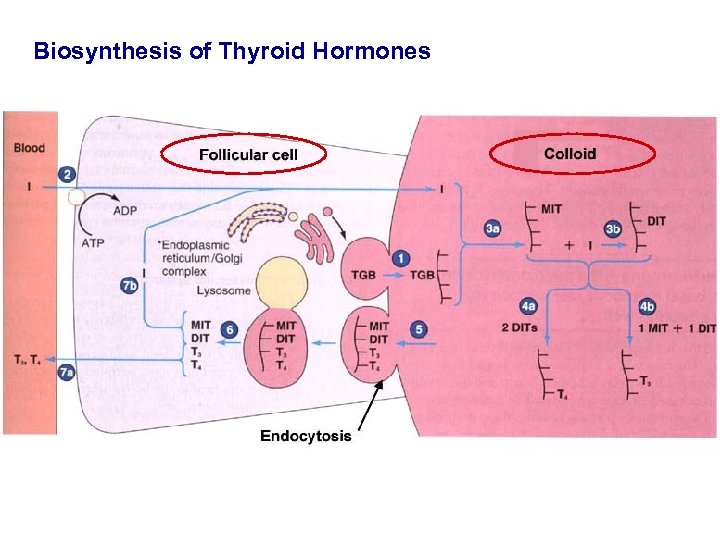 Biosynthesis of Thyroid Hormones 