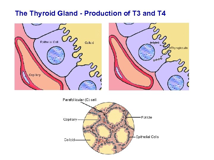 The Thyroid Gland - Production of T 3 and T 4 