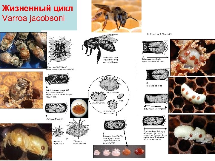 Жизненный цикл Varroa jacobsoni • 