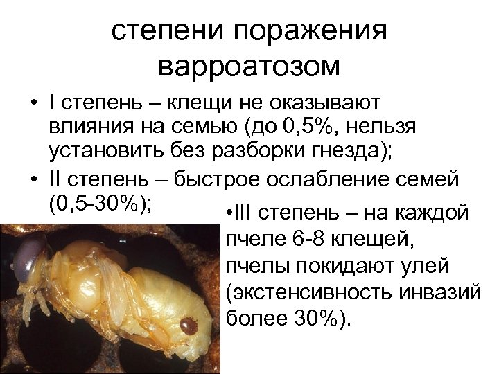 степени поражения варроатозом • I степень – клещи не оказывают влияния на семью (до