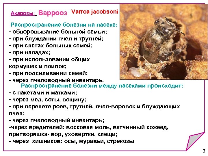 Акарозы: Варрооз Varroa jacobsoni Акарозы: Распространение болезни на пасеке: - обворовывание больной семьи; -