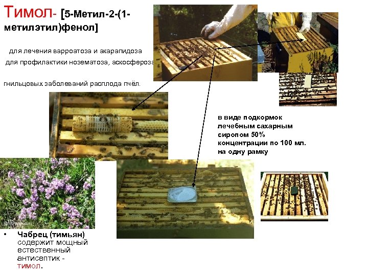 Тимол- [5 -Метил-2 -(1 метилэтил)фенол] для лечения варроатоза и акарапидоза для профилактики нозематоза, аскосфероза