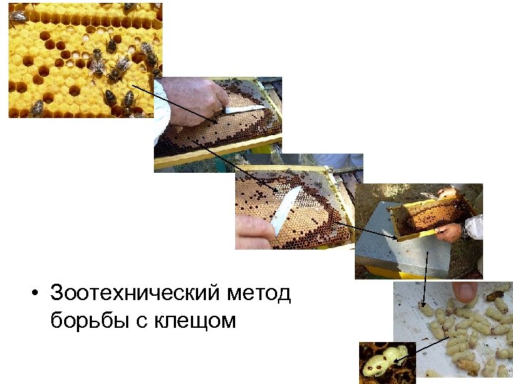  • Зоотехнический метод борьбы с клещом 