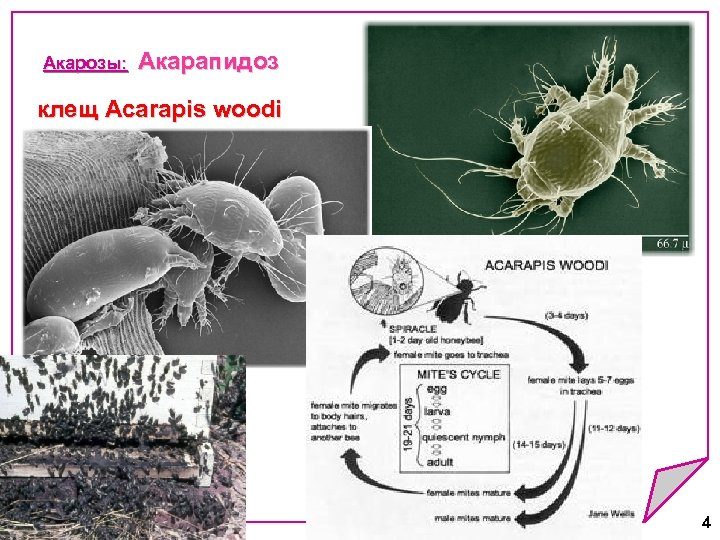 Акарозы: Акарапидоз Акарозы: клещ Acarapis woodi 4 