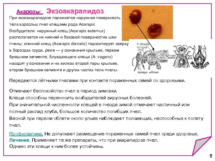 Акарозы: Экзоакарапидоз Акарозы: При экзоакарапидозе поражается наружная поверхность тела взрослых пчел клещами рода Acarapis.