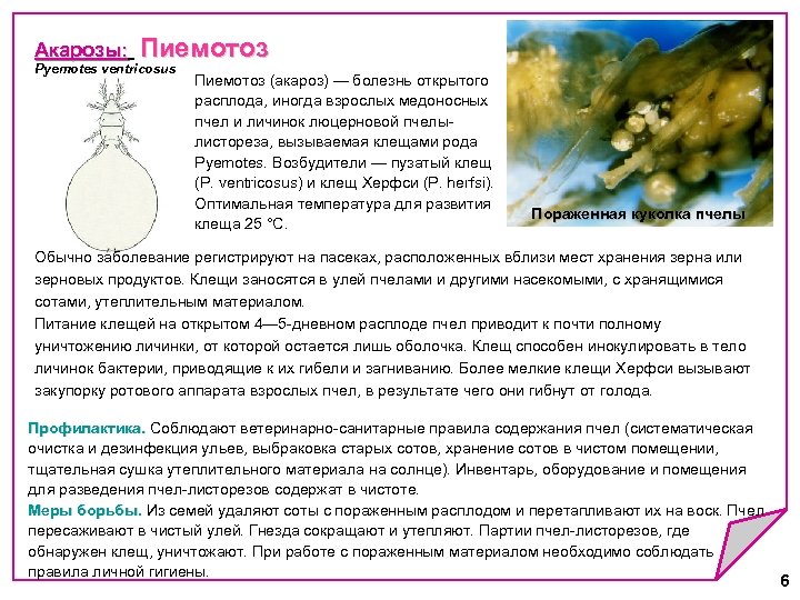 Акарозы: Пиемотоз Акарозы: Pyemotes ventricosus Пиемотоз (акароз) — болезнь открытого расплода, иногда взрослых медоносных