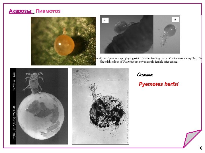 Акарозы: Пиемотоз Акарозы: Самки Pyemotes herfsi 6 