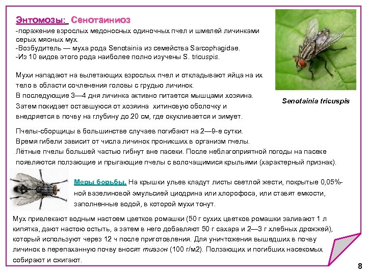 Энтомозы: Сенотаиниоз Энтомозы: -поражение взрослых медоносных одиночных пчел и шмелей личинками серых мясных мух.