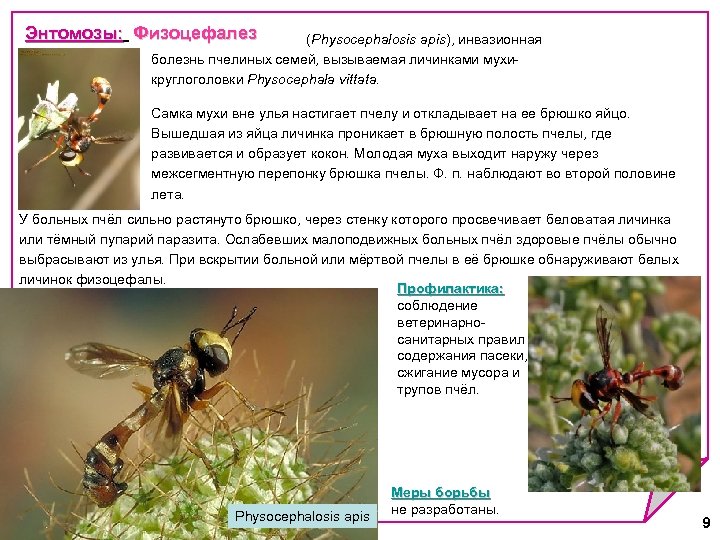 Энтомозы: Физоцефалез Энтомозы: (Physocephalosis apis), инвазионная болезнь пчелиных семей, вызываемая личинками мухикруглоголовки Physocephala vittata.