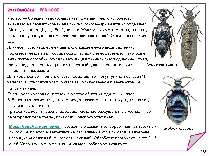 Медоносные пчелы впр 5 класс