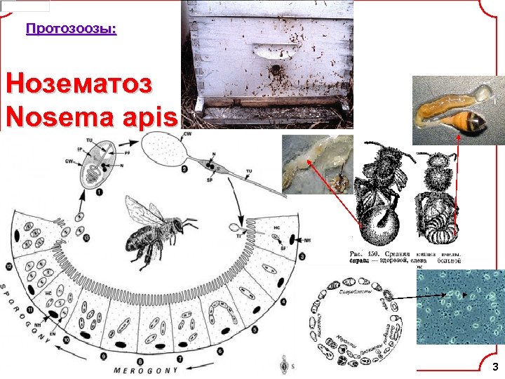 Протозоозы: Нозематоз Nosema apis 3 