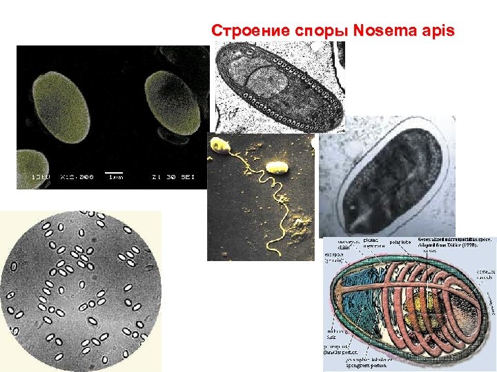 Строение споры Nosema apis 